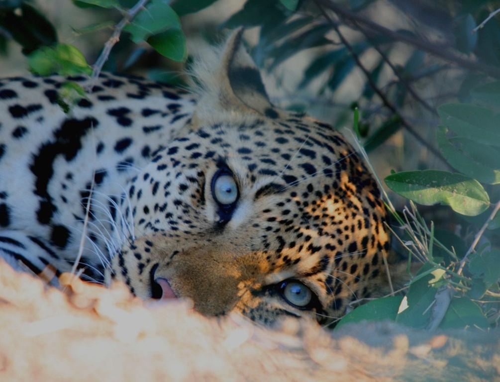 Kambaku Safari Lodge Timbavati Game Reserve Exterior foto